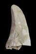 Fossil Sea Lion (Allodesmus) Tooth - Bakersfield, CA #62160-1